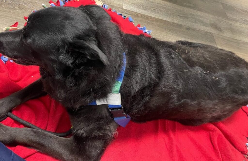 A black dog lying on a red blanket, The Acupuncture for Pets Experience at Cinema Vet