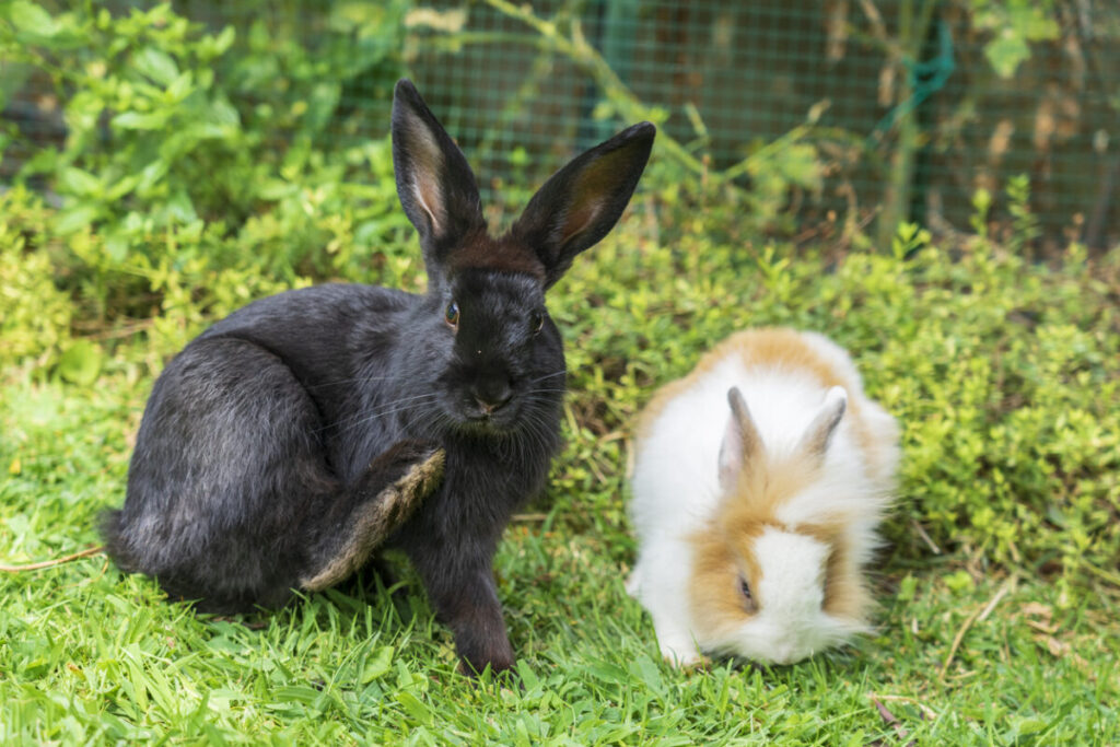 Cute opposite colored bunnies play and keep company. Love between animals, friendship and a moment of play. Pet photography. A black rabbit scratches itself with its paw.