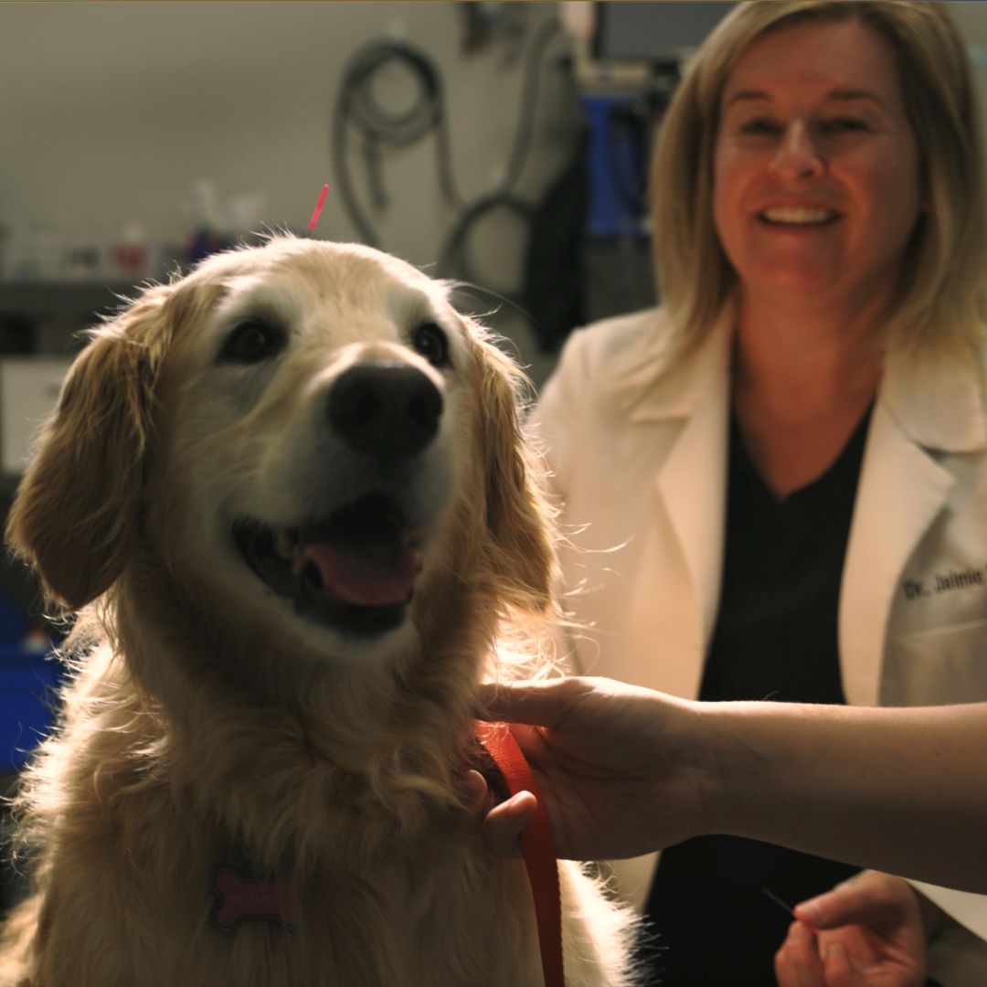 dog undergoing acupuncture