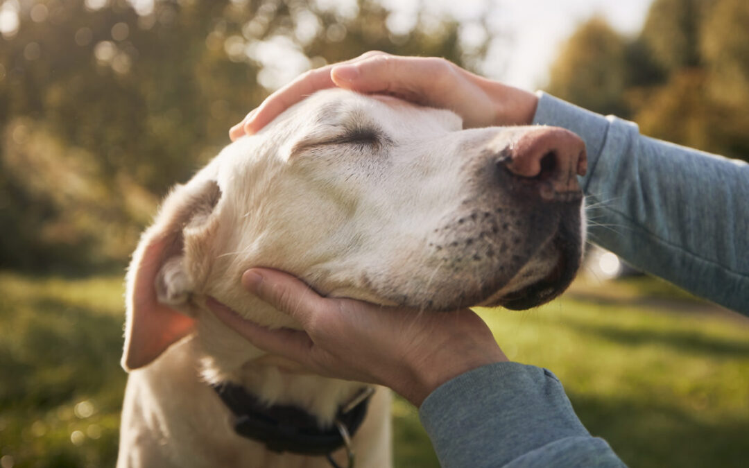 Managing Lumps on Your Pet: From Diagnosis to Soft Tissue Surgery for Cats, Dogs, and Exotic Pets