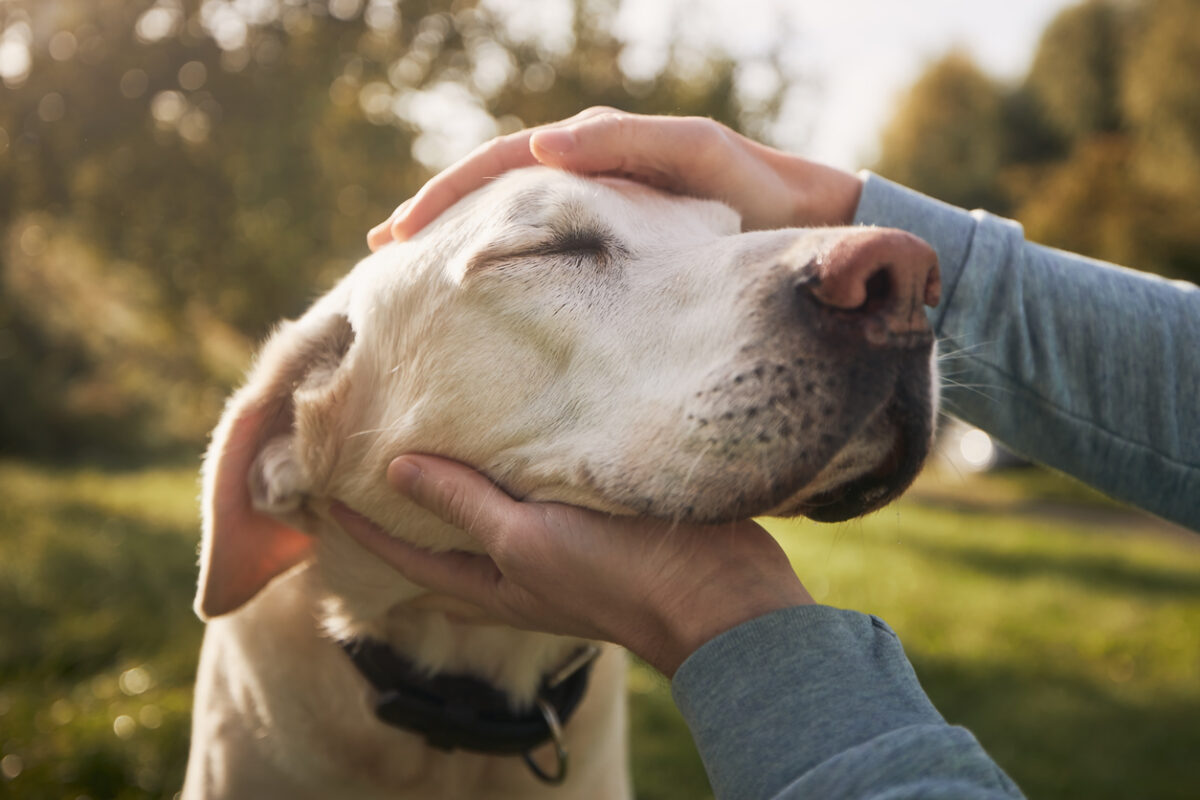 A person petting a dog, Managing Lumps on Your Pet: From Diagnosis to Soft Tissue Surgery for Cats, Dogs, and Exotic Pets