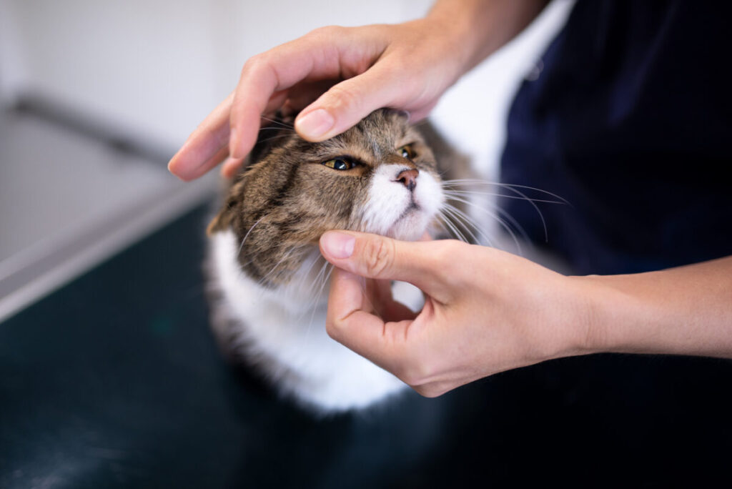 A person's hands touching a cat's face, How to Check for Lumps on Your Pet