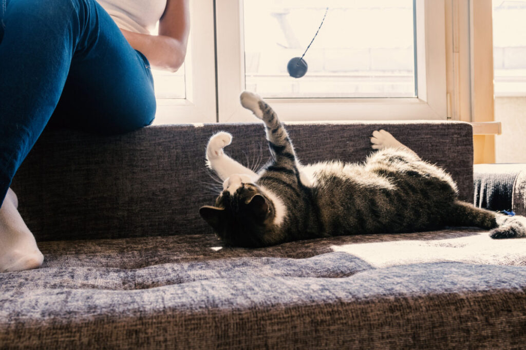 happy young woman playing with cat. Girl with her cat. Owner playing with cute funny cat at home, closeup, Keeping Your Pet Active