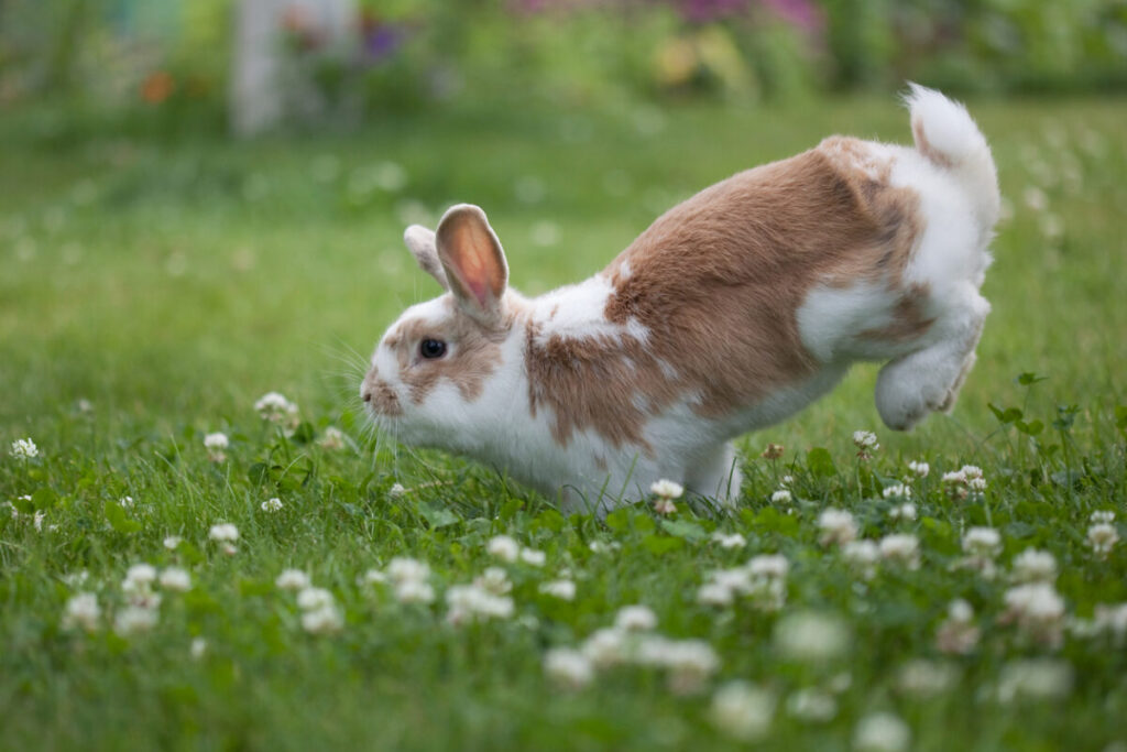 Rabbit jumping on the grass, Keeping Your Pet Active