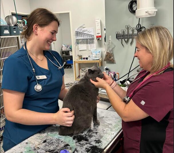 Dr. Ronchetto giving a wellness exam to a cat