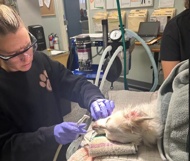 veterinary technician giving a dog a dental procedure