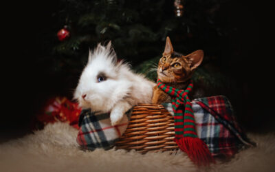 Stress-Free Holidays for Pets: Holiday Tips from Cinema Veterinary Center