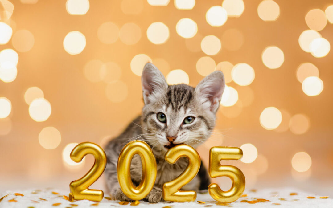 New Year Pet Wellness Tips from Cinema Veterinary Centre