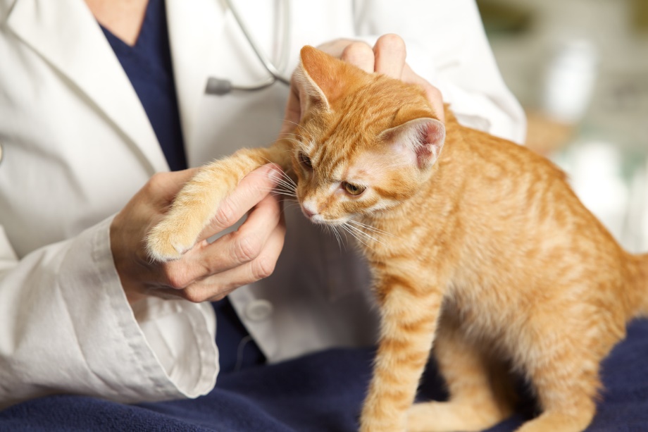 A veterinarian examining a cat 