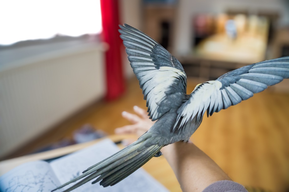 A bird flying on a person's hand