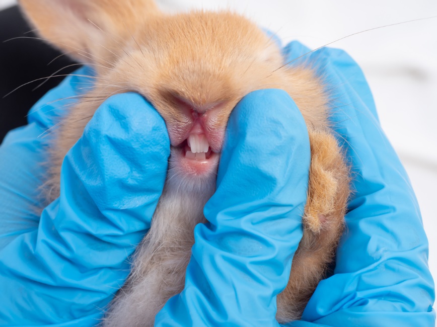 Hands in blue gloves holding a rabbit examining its teeth