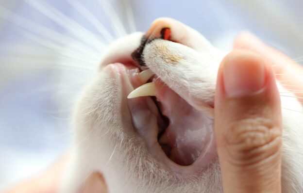 Understanding Pet Dental Disease: Tips for Pets of All Shapes and Sizes