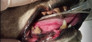 A close up of a dog's mouth, Pet Dental Health