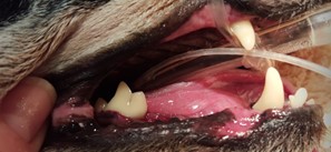 A close up of a dog's mouth, Pet Dental Health