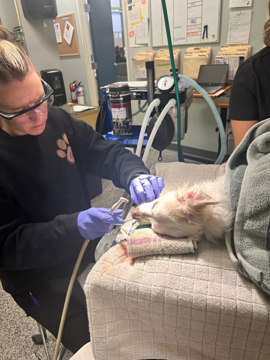 A person wearing gloves and holding a dog's  nose, Pet Dental Health