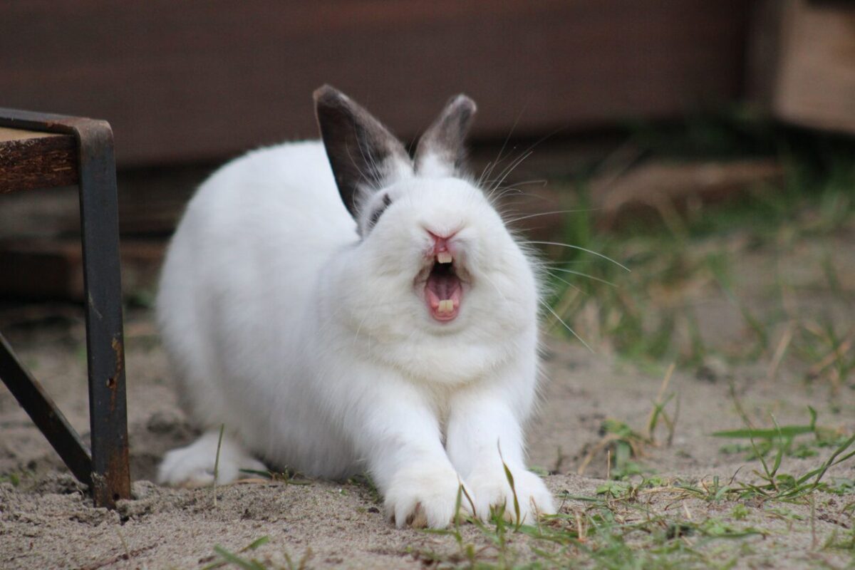 A rabbit with its mouth open, Pet Dental Health