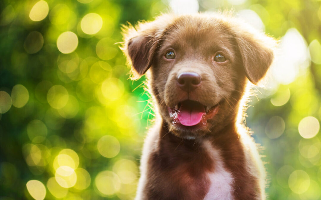 Preventing Heartworm: A Must for Santa Clarita Pet Owners