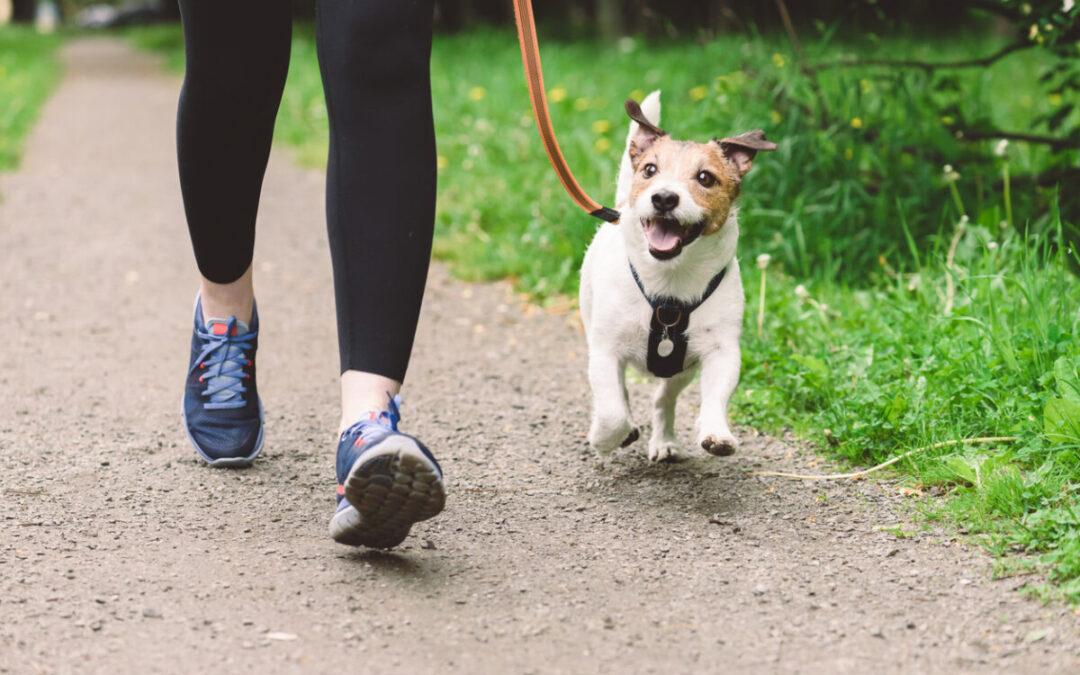 Rattlesnake Vaccine for Dogs in Santa Clarita: Keep Your Pet Safe