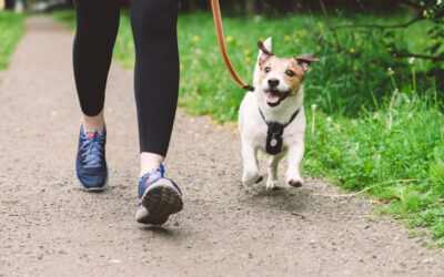 Rattlesnake Vaccine for Dogs in Santa Clarita: Keep Your Pet Safe