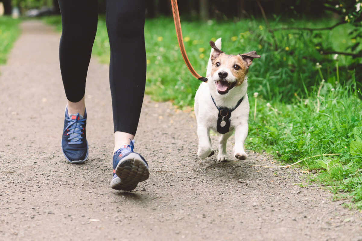 Rattlesnake Vaccine for Dogs in Santa Clarita: Keep Your Pet Safe, A dog running