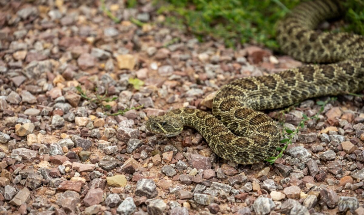 Rattlesnake vaccine for dogs in Santa Clarita. A rattlesnake