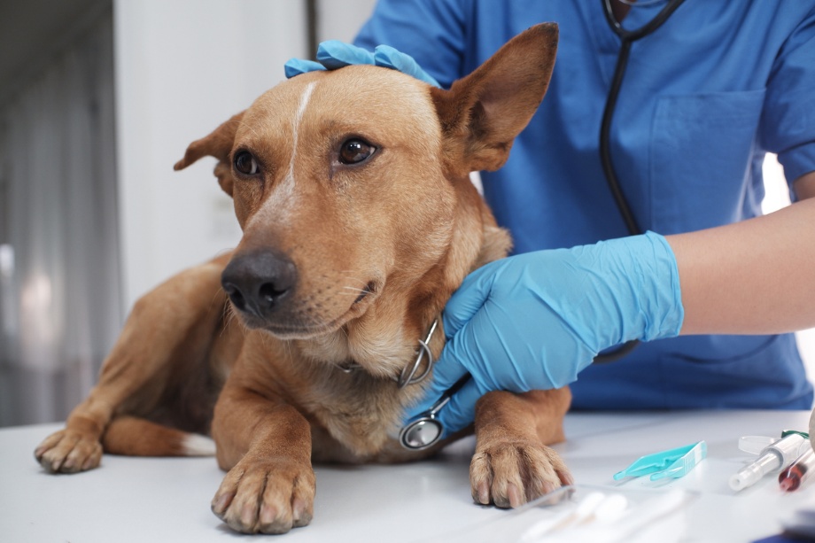 Rattlesnake vaccine for dogs in Santa Clarita, A dog at a vet