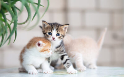 Adopt a Cat Month: Celebrate with Cinema Veterinary Centre