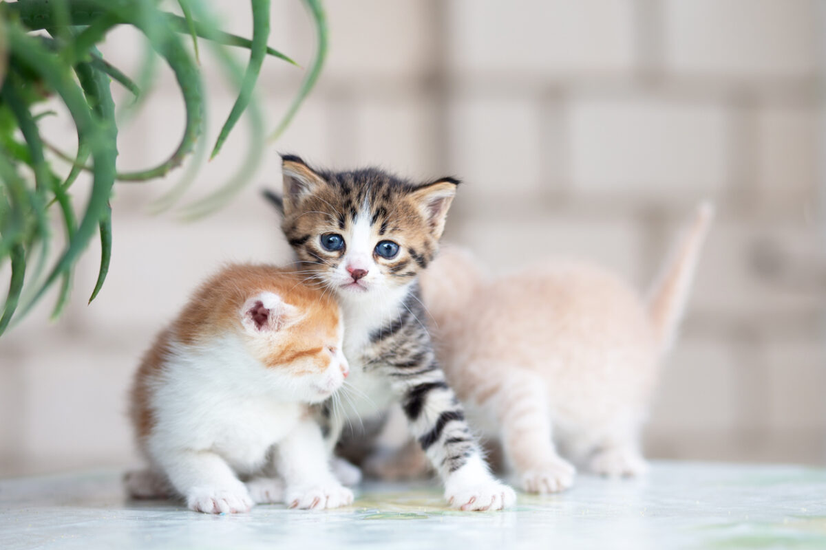 Adopt a Cat Month: Celebrate with Cinema Veterinary Centre, Kittens
