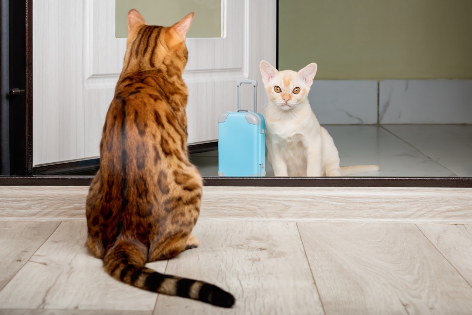 Adopt a cat month, A cat looking at another cat