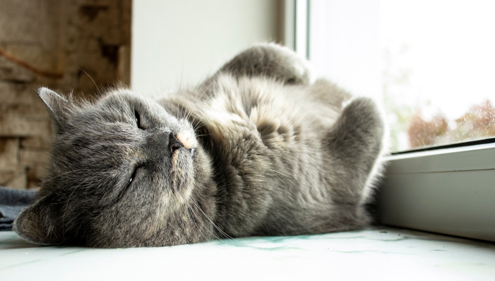 Adopt a cat month, A cat lying down