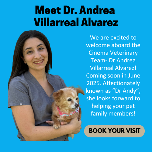 A brochure of a new doctor