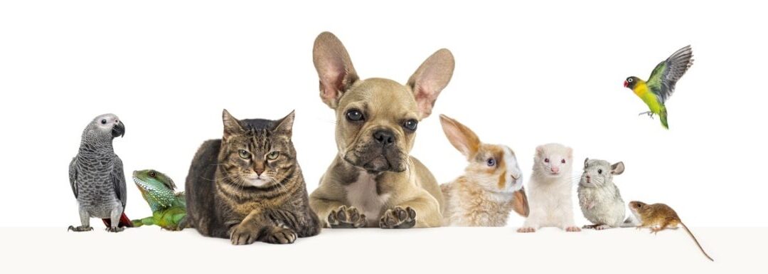 Summer Pet Safety Tips for Dogs, Cats, and Exotic Pets