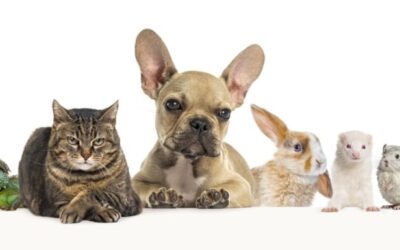 Summer Pet Safety Tips for Dogs, Cats, and Exotic Pets