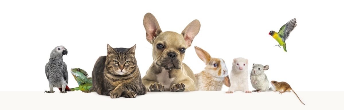 Summer Pet Safety Tips for Dogs, Cats, and Exotic Pets, A group of various household animals