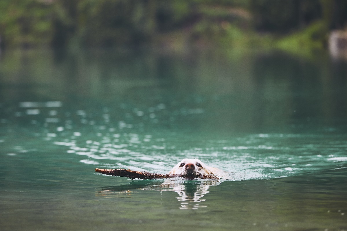 summer pet safety tips, A dog swimming with a stick in its mouth