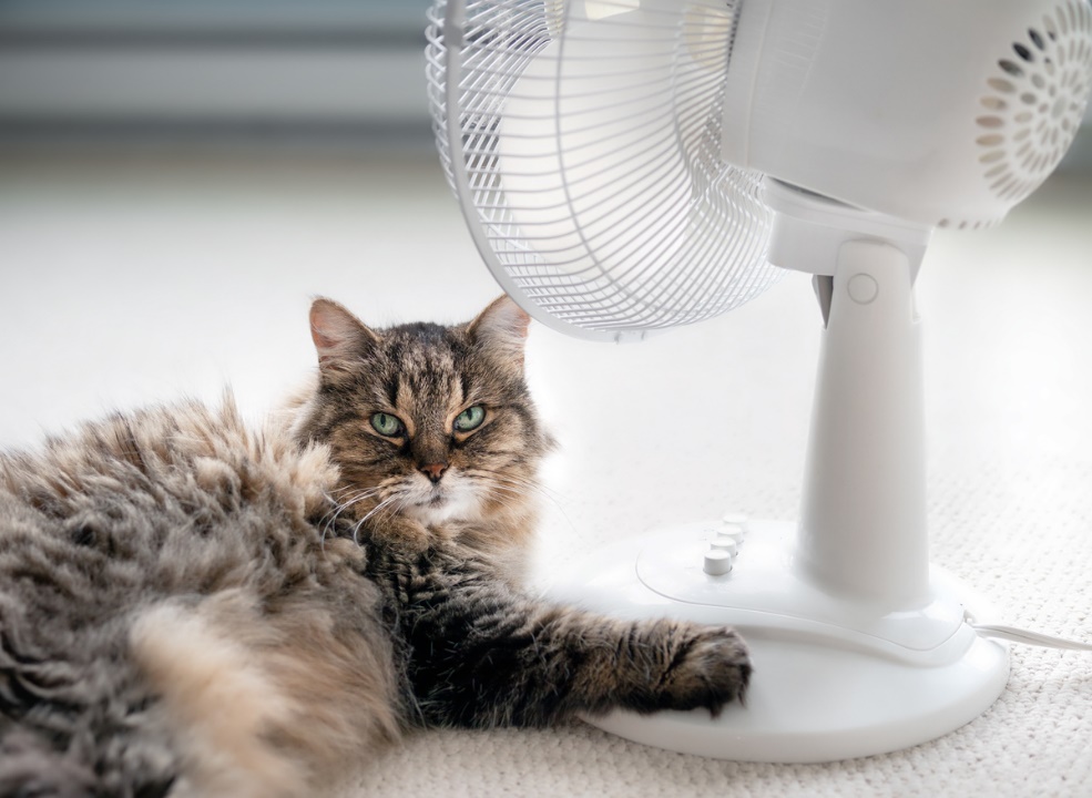 summer pet safety tips, A cat lying near a fan