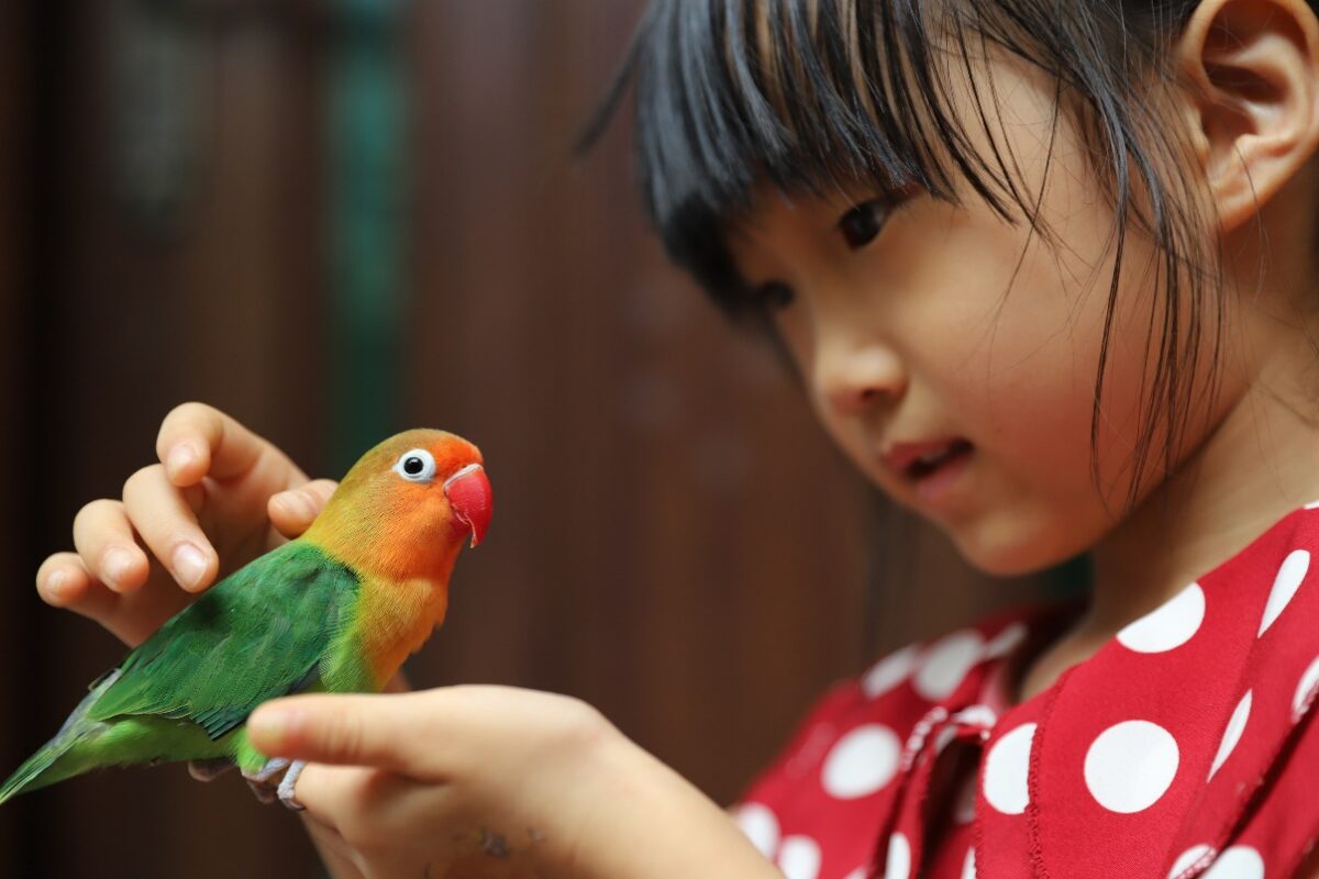 summer pet safety tips, A child holding a colorful bird