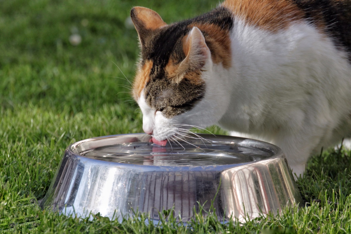 summer pet safety tips, A cat drinking water from a bowl