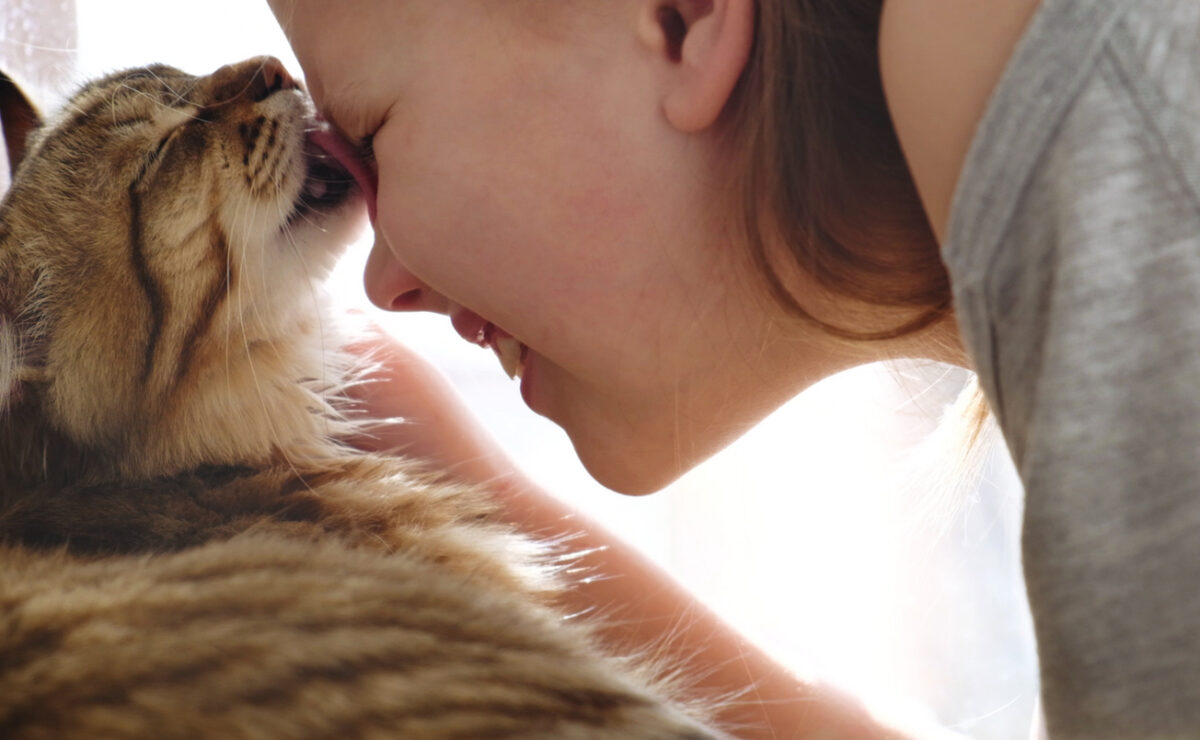 Zoonotic Diseases: Can My Pet Make Me Sick? A Guide for Pet Owners, Portrait of cute laughing girl alongside funny kitten, face to face, close up. Tabby cat licking her face. Domestic lovely cat and child. Happy day moments. Love, care, talking with friends, Humor