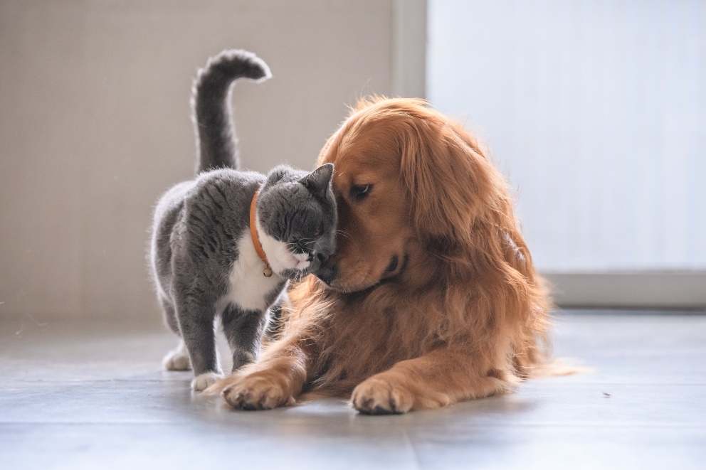 Zoonotic Diseases, A dog and a cat putting their heads together