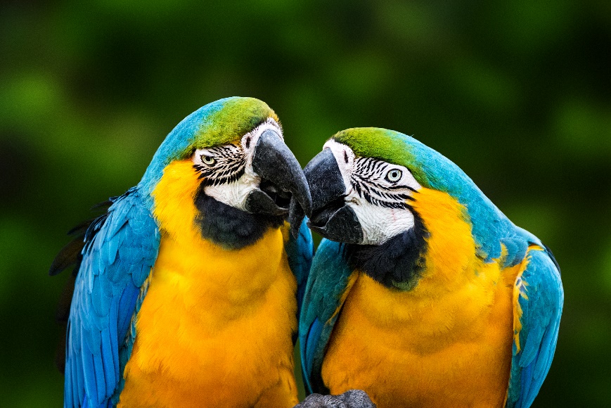 Zoonotic Diseases, Two very colorful birds with their heads together