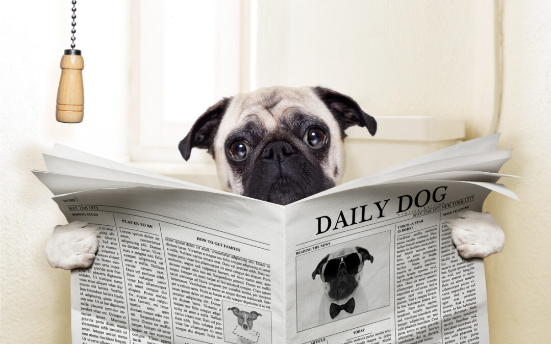 Urinary Problems in Cats, Dogs, and Exotic Pets: Signs You Shouldn’t Ignore