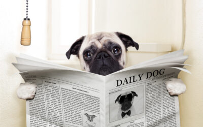 Urinary Problems in Cats, Dogs, and Exotic Pets: Signs You Shouldn’t Ignore