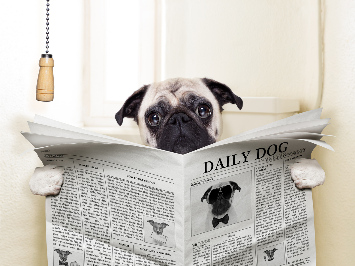 Urinary Problems in Cats, Dogs, and Exotic Pets: Signs You Shouldn’t Ignore, pug dog sitting on toilet and reading magazine having a break
