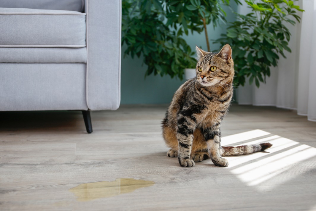 urinary problems in cats, dogs, and exotic pets, A cat that has gone to the toilet on the floor in the house