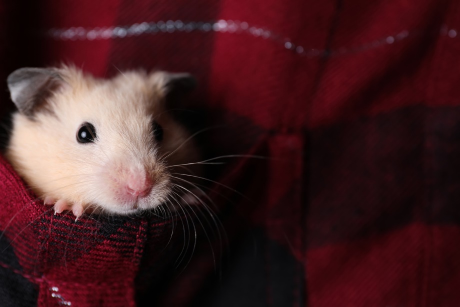 urinary problems in cats, dogs, and exotic pets, A hamster lying in a red fabric