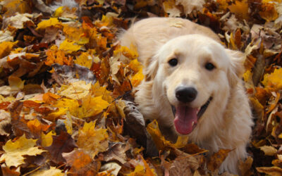 Fall Pet Care Guide: Seasonal Safety Tips from Cinema Veterinary Centre
