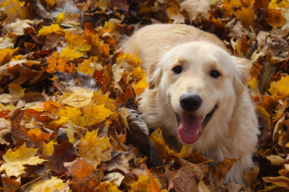 Fall Pet Care Guide: Seasonal Safety Tips from Cinema Veterinary Centre, Golden retriever dog laying in fallen autumn leaves.