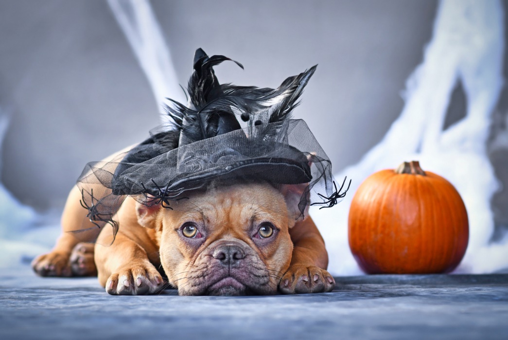 Fall Pet Care Guide, A puppy wearing a haloween hat