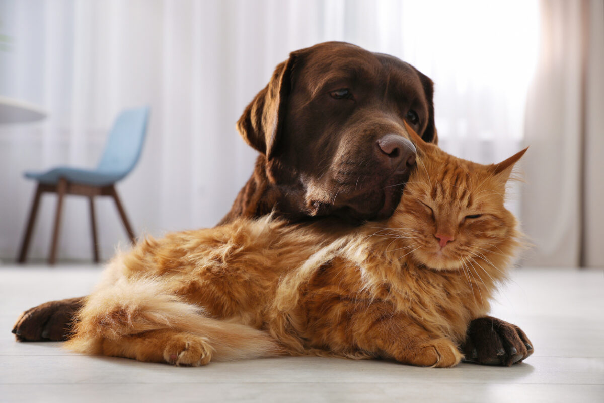 Affectionate Chocolate Labrador Retriever Hugging Ginger Cat. Early Pet Cancer Signs: What All Pet Owners Should Know, Affectionate Chocolate Labrador Retriever Hugging Ginger Cat.